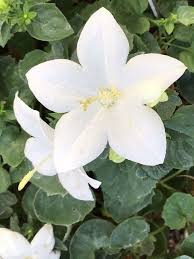 Image result for Campanula isophylla