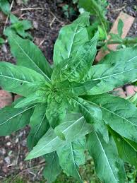Attēlu rezultāti vaicājumam “Oenothera biennis leaf”