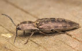 Attēlu rezultāti vaicājumam “Actenicerus sjaelandicus”