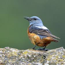 Image result for Monticola saxatilis