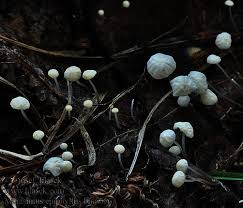 Attēlu rezultāti vaicājumam “Stemonitis pallida var. rubescens stalked”