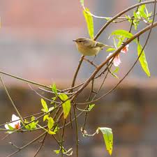 Image result for Phylloscopus humei