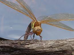 Attēlu rezultāti vaicājumam “Aeshna grandis”