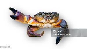 Image result for Eriphia verrucosa