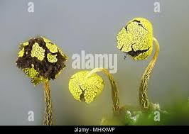 Attēlu rezultāti vaicājumam “Physarum viride var. aurantium spores”