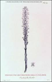 Attēlu rezultāti vaicājumam “Orobanche coerulescens bud”