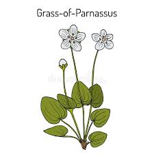 Attēlu rezultāti vaicājumam “Parnassia palustris leaf”