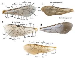 Attēlu rezultāti vaicājumam “Crabronidae”