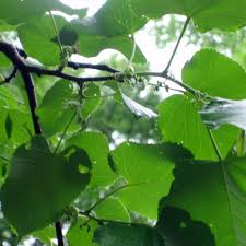 Attēlu rezultāti vaicājumam “Tilia tomentosa leaf”