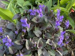 Attēlu rezultāti vaicājumam “Viola riviniana”