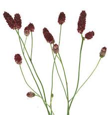 Attēlu rezultāti vaicājumam “Sanguisorba officinalis flower”