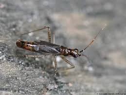 Attēlu rezultāti vaicājumam “Dicyphus sp.”