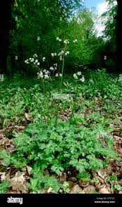 Attēlu rezultāti vaicājumam “Sanicula europaea”
