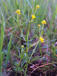 Attēlu rezultāti vaicājumam “Ranunculus auricomus flower”