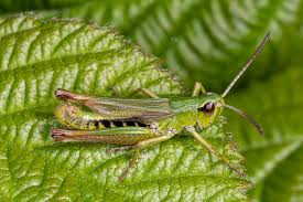 Attēlu rezultāti vaicājumam “Omocestus viridulus”