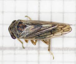 Attēlu rezultāti vaicājumam “Oncopsis sp.”