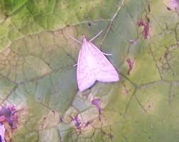 Attēlu rezultāti vaicājumam “Udea lutealis”