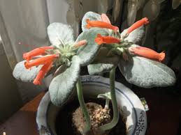 Image result for Sinningia