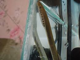 Attēlu rezultāti vaicājumam “Lampetra planeri”