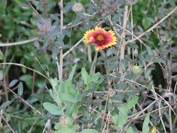 Image result for Gaillardia pulchella