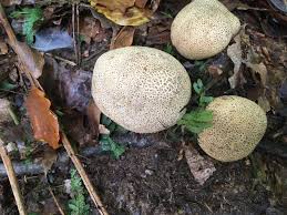 Attēlu rezultāti vaicājumam “Scleroderma citrinum”