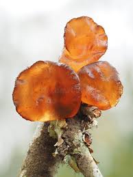 Attēlu rezultāti vaicājumam “Exidia cartilaginea”