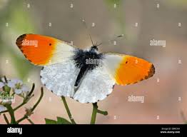 Attēlu rezultāti vaicājumam “Anthocharis cardamines male”