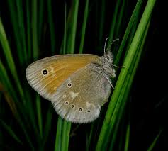 Attēlu rezultāti vaicājumam “Coenonympha tullia underside”