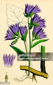 Attēlu rezultāti vaicājumam “Campanula trachelium”