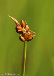 Attēlu rezultāti vaicājumam “Carex chordorrhiza”