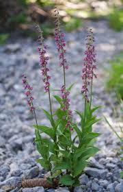 Attēlu rezultāti vaicājumam “Epipactis atrorubens”