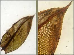 Attēlu rezultāti vaicājumam “Bryum pseudotriquetrum”