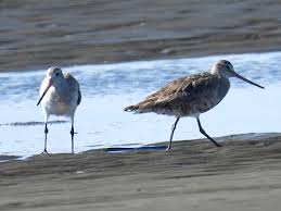 Image result for Limosa haemastica