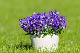 Image result for Campanula isophylla