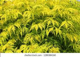 Attēlu rezultāti vaicājumam “Sambucus racemosa leaf”