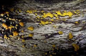 Attēlu rezultāti vaicājumam “Hymenoscyphus sp.”