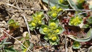 Attēlu rezultāti vaicājumam “Euphorbia helioscopia leaf”