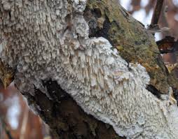 Attēlu rezultāti vaicājumam “Skeletocutis odora”