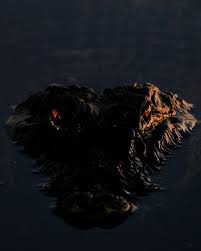 Attēlu rezultāti vaicājumam “Aphodius subterraneus imago”