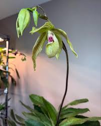 Attēlu rezultāti vaicājumam “Sphagnum platyphyllum”