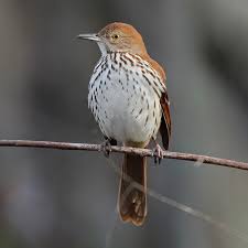 Image result for Toxostoma rufum