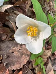 Attēlu rezultāti vaicājumam “Philadelphus coronarius flower”