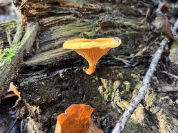 Attēlu rezultāti vaicājumam “Hygrophoropsis aurantiaca”