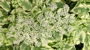 Attēlu rezultāti vaicājumam “Aegopodium podagraria flower”