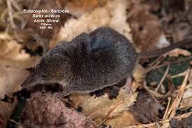 Attēlu rezultāti vaicājumam “Sorex sp.”