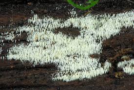 Attēlu rezultāti vaicājumam “Mucronella calva”