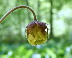 Attēlu rezultāti vaicājumam “Galium rivale flower”