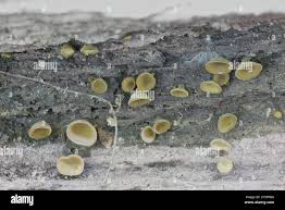 Attēlu rezultāti vaicājumam “Chlorencoelia versiformis”