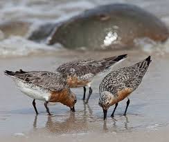 Attēlu rezultāti vaicājumam “Calidris canutus”