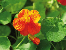 Attēlu rezultāti vaicājumam “Tropaeolum majus bud”